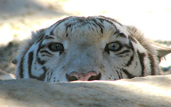 Animals, Rock, Muzzle, Predator, Stone, Sight, Opinion, Tiger HD wallpaper