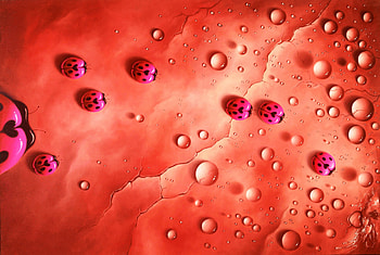 PINK LADYBUGS, LADY, , RED, PINK, BUGS HD wallpaper