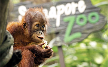 Animals, Muzzle, Monkey, Sight, Opinion HD wallpaper