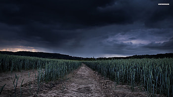 Wheat Field Under The Stormy Sky HD wallpaper