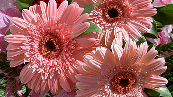 Pink Beauty, pink, nature, daisy, flower HD wallpaper