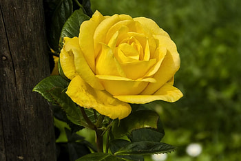 Flowers, Wood, Rose Flower, Rose, Tree, Sharpness HD wallpaper