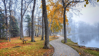 park path around a pond, path, bences, trees, autumn, park, pond HD wallpaper