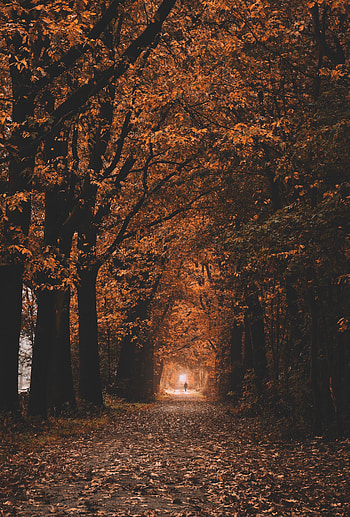 Nature, Trees, Autumn, Tunnel, Track HD phone wallpaper