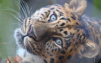 Animals, Tigers HD wallpaper