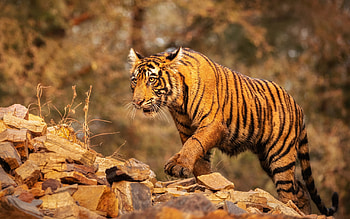 Tiger, animal, cub, pisici, tigru, cat, orange HD wallpaper