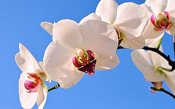 Flowers, Grass, Plant, Stem, Stalk, Orchid HD wallpaper