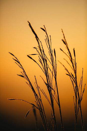 Grass, Twilight, Macro, Dark, Dusk, Dew HD phone wallpaper