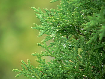 Plants HD wallpaper
