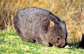 Animal cruelty, Man kills wombat, News article HD wallpaper