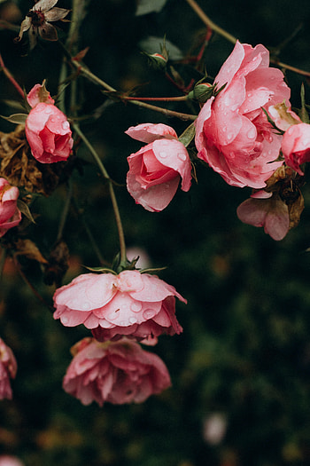 Flowers, Pink, Bush, Rose Flower, Rose, Petals HD phone wallpaper