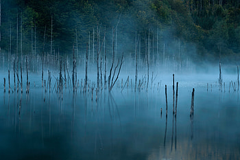 Nature, Water, Trees, Lake, Fog HD wallpaper