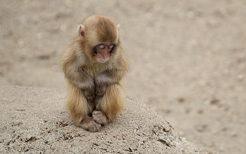 Animals, Sand, Rest, Relaxation, Monkey, Kid, Tot HD wallpaper