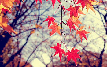Sunlight leaves nature, Red branch blossom, Autumn, Maple tree HD wallpaper