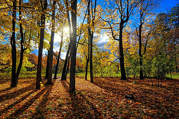 *** Autumn ***, trees, autumn, beautiful, sun, forest HD wallpaper