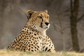 Confident, animal, cheetah, predator HD wallpaper