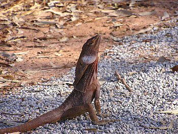 Frill-necked lizard, Unique frilled lizard, Lizard with no frills, Reptilian wonder HD wallpaper