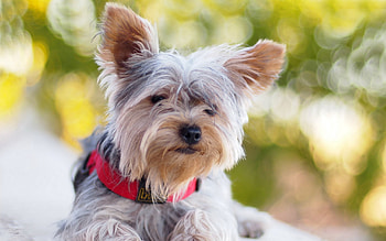 Animals, To Lie Down, Lie, Dog, Yorkshire Terrier, Collar HD wallpaper
