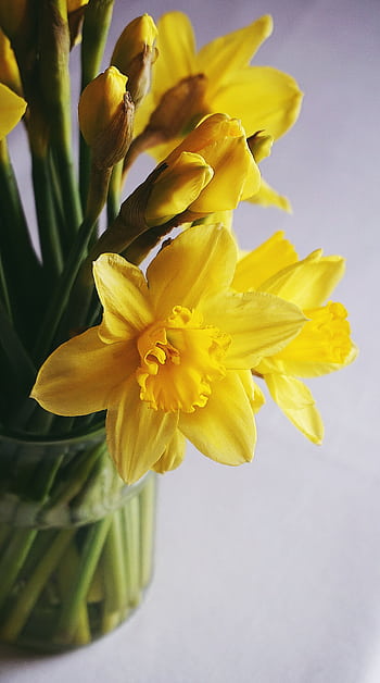 Close-up of vibrant yellow daffodils blooming beautifully in a glass vase, symbolizing spring. HD phone wallpaper