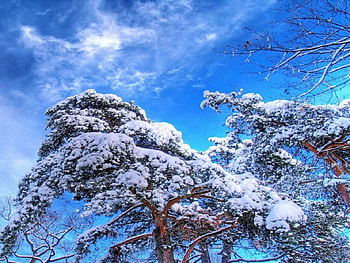 tree sand the sky, treesand, sky HD wallpaper