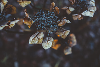 Leaves, Plant, Macro, Hoarfrost, Frost, Dry HD wallpaper