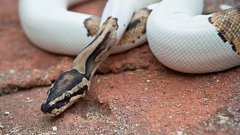 Python snake , High definition, Vibrant serpent, Stunning reptile HD wallpaper