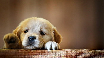 Puppy , Trump, Adorable, Fun and playful HD wallpaper