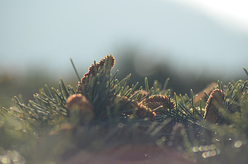 Nature, Cones, Needle, Needles HD wallpaper