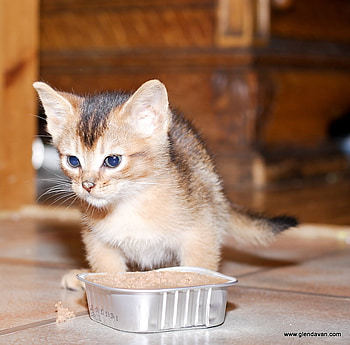 cute hungry kitty, cute, cat, kitty, hungry HD wallpaper