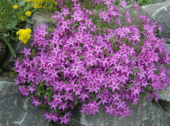 Purple flowers, purple, flowers HD wallpaper