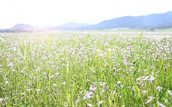 Nature, Flowers, Grass, Plant, Field HD wallpaper