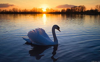 Animals, Landscape, Sunset, Swans, Lakes HD wallpaper