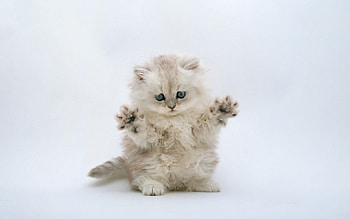 Animals, Cats HD wallpaper