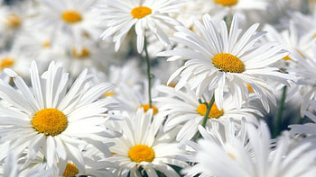Plants, Flowers, Camomile HD wallpaper