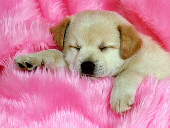 Animals, Muzzle, Puppy, Dream, Sleep, Fur HD wallpaper