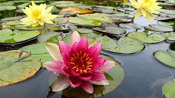 Plants, Flowers HD wallpaper
