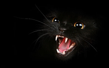 Animals, Kitty, Kitten, Aggression, Grin, Eyes, Meow HD wallpaper