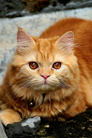 Cute persian cats ...., whiskers, felidae HD phone wallpaper