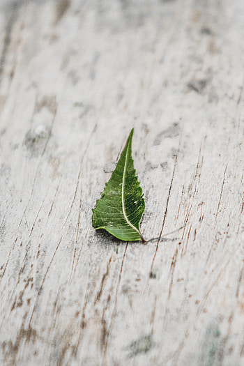 Macro, Miscellanea, Miscellaneous, Wood, Wooden, Surface, Sheet, Leaf, Veins HD phone wallpaper