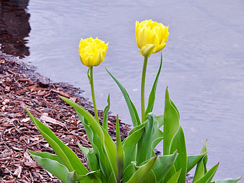 Tulips By The Lake, graphy, Tulips, Flowers, Lake, Nature, Spring HD wallpaper