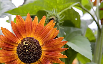 Orange coneflower, plant, petal, blossom HD wallpaper