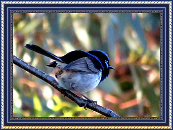 FRAMED BIRDS, NATURE, FRAMED, , BIRD HD wallpaper