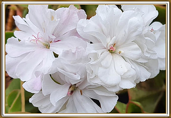 BEAUTIFUL GERANIUMS, PRETTY, NATURE, FLOWERS HD wallpaper