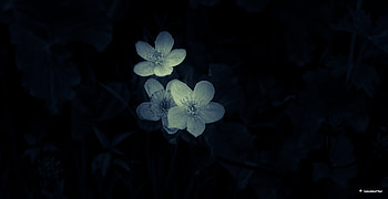 Flowers, Macro, Dark HD wallpaper
