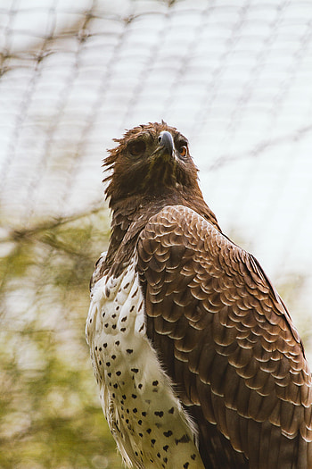 Animals, Bird, Brown, Predator, Hawk HD phone wallpaper