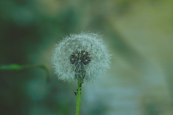 Flowers, Flower, Dandelion, Fuzz, Fluff HD wallpaper