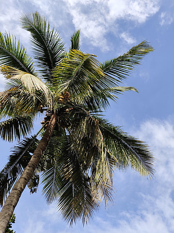 Nature, Leaves, Palm, Branches, Bottom View HD phone wallpaper