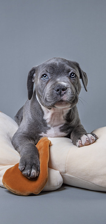 Animal, puppy HD phone wallpaper