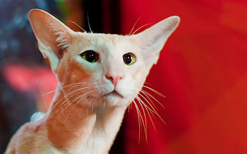 Animals, Cat, Muzzle, Eyes, Ears HD wallpaper