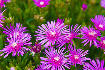 Lovely flowers, garden, pink, flowers, green HD wallpaper